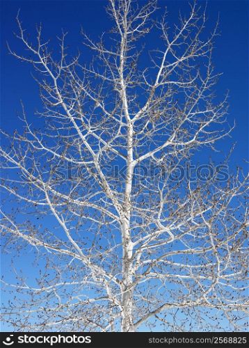 Tree against blue sky background.