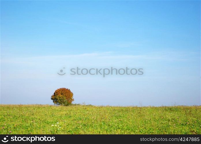 tree against clear sky background