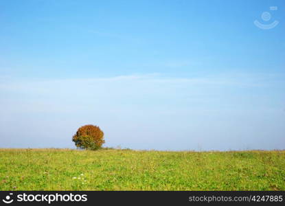 tree against clear sky background