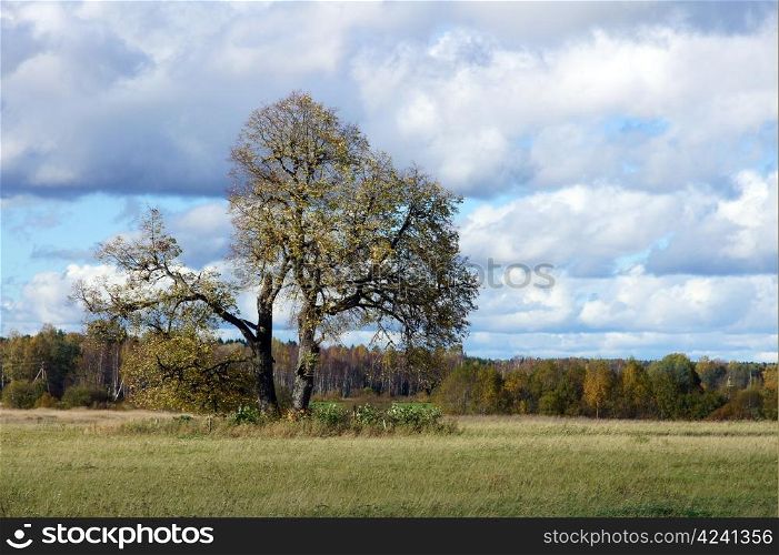 Tree against sky in a natural environment