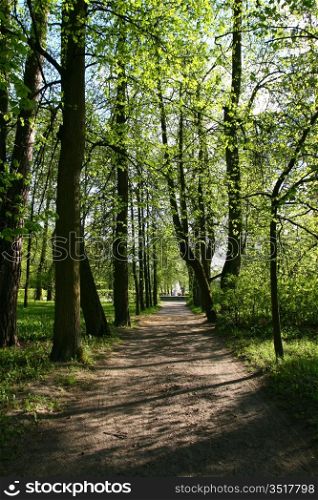 tree alley outdoors nature beauty