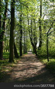 tree alley outdoors nature beauty