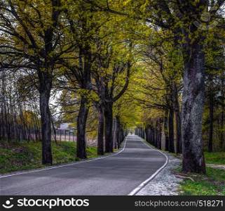 Tree alley - typical component of the landscape in Poland. Spring season