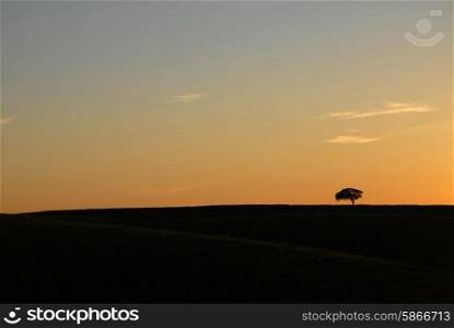tree alone at the sunset, portuguese alentejo typical landscape
