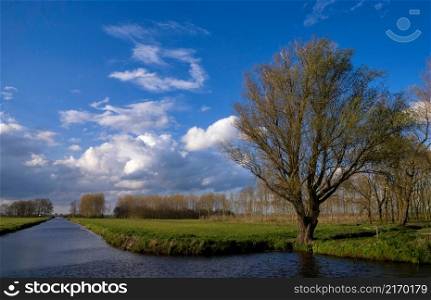 Tree along a canal in the nature area Kraaiebos close to the Dutch village Molenaarsgraaf in the region Alblasserwaard. Tree in the nature area Kraaiebos near Molenaarsgraaf