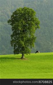 Tree and a cow on a field
