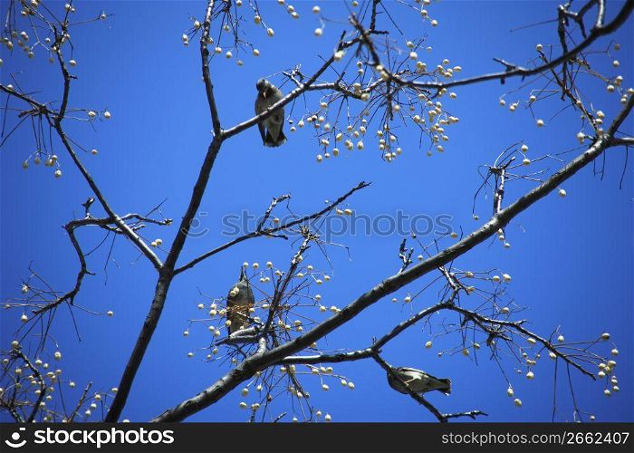 Tree and bird