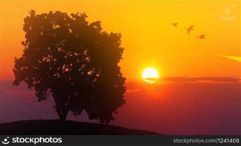 tree and birds on the sunset. beautiful sunrise. Nature background