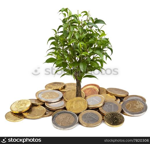 tree and coins isolated