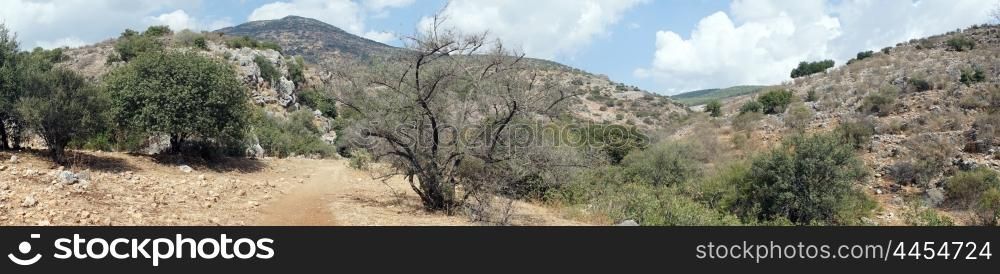Tree and dirt road in Nahal Amud in Israel