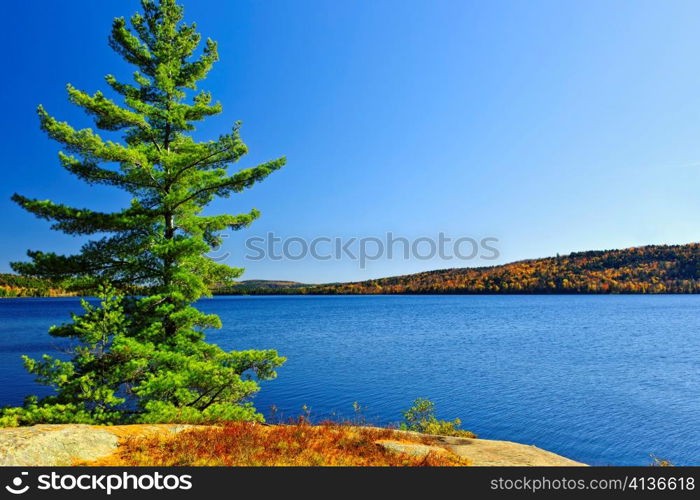 Tree and fall forest on rocky shore at Lake of Two Rivers, Algonquin Park, Ontario, Canada