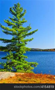 Tree and fall forest on rocky shore at Lake of Two Rivers, Algonquin Park, Ontario, Canada