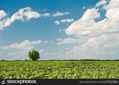 Tree and field. A rural landscape on a background of the dark blue sky