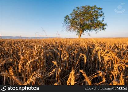Tree and golden wheat field at sunset