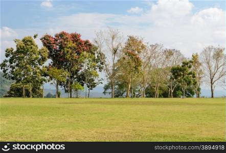 Tree and green grass field