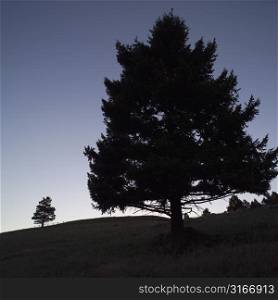 Tree and hill in silhouette