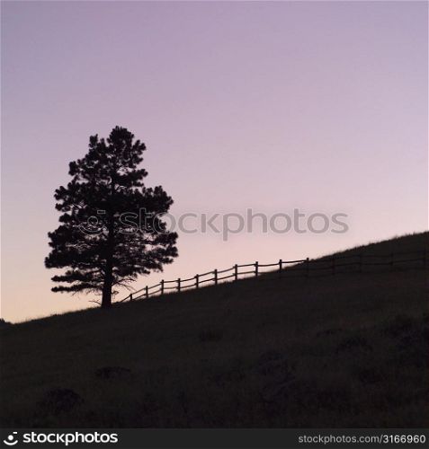 Tree and hill in silhouette