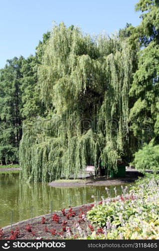 Tree and lake in Danube park in Novi Sad, Serbia