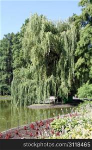 Tree and lake in Danube park in Novi Sad, Serbia