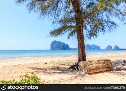 Tree and log on Rajamangala beach with limestone cliffs in the background,Trang province, Thailand