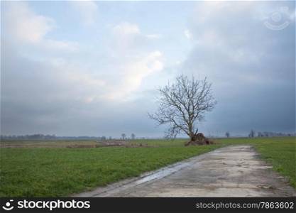 tree and meadows in the netherlands between houten, Odijk and Bunnik in the province of Utrecht