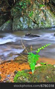 Tree and moss on stone in stream. Fresh spring air in the evening after rainy day, deep green color of fern and moss