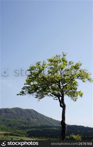 Tree and mountain landscape