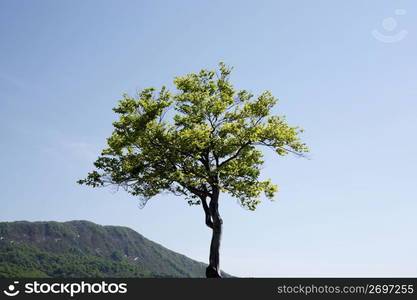 Tree and mountain landscape