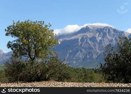 Tree and mountain with clouds in Turkey