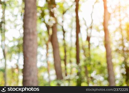 Tree and nature background bokeh with border light shining through