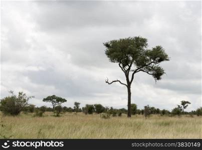 tree and nature in kruger national park south africa