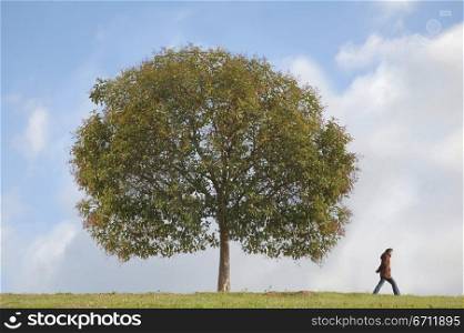 Tree and person