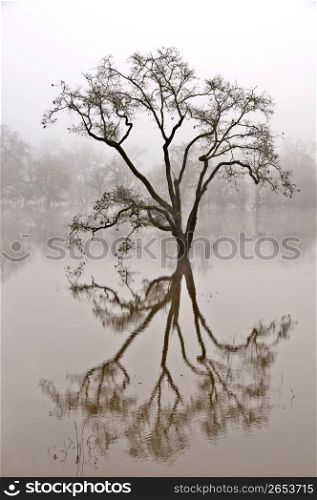 Tree and reflection in water