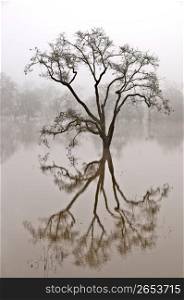 Tree and reflection in water