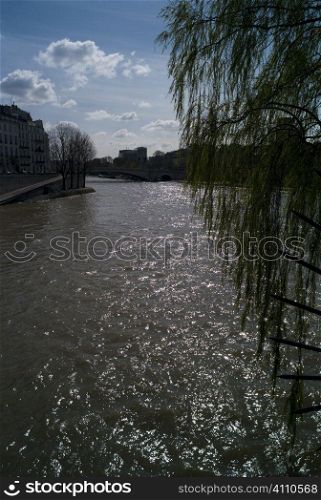 Tree and river, Paris, St Germain