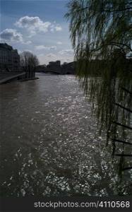 Tree and river, Paris, St Germain
