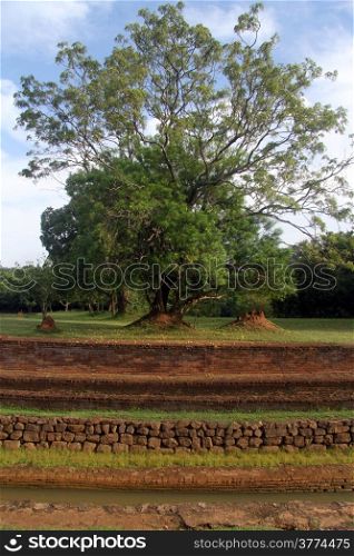 Tree and ruins of manastery near Sigiriya rock, Sri Lanka