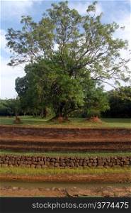 Tree and ruins of manastery near Sigiriya rock, Sri Lanka