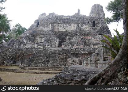 Tree and ruins of stone piramid in Becan, Mexico