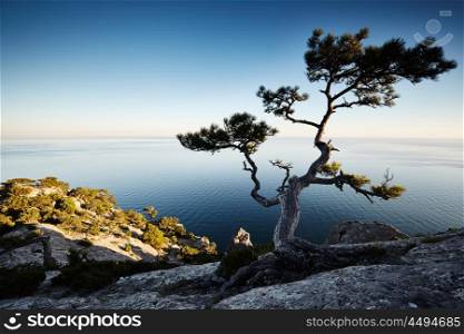 Tree and sea at sunset. Crimea landscape. Nature background