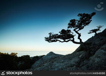 Tree and sea at sunset. Crimea landscape. Nature background