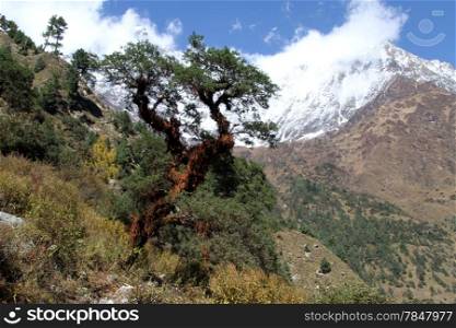 Tree and snow mountain in Nepal