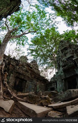 Tree and temple from below Ta Prohm. Tree and temple from below Ta Prohm Angkor Wat
