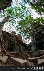 Tree and temple from below Ta Prohm. Tree and temple from below Ta Prohm Angkor Wat