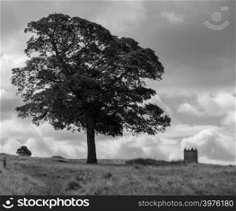 Tree and The Cage tower in the distance in Lyme Park estate in monochrome. The estate is being managed by the National Trust and is located in the Peak District, Cheshire, UK