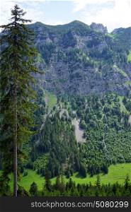 Tree and valley in mountain area of Lichtenstein