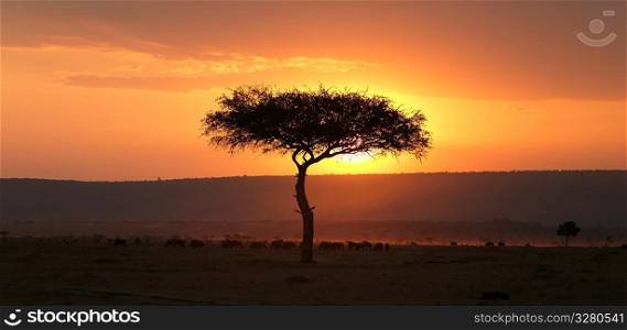 Tree at sunset in Kenya Africa