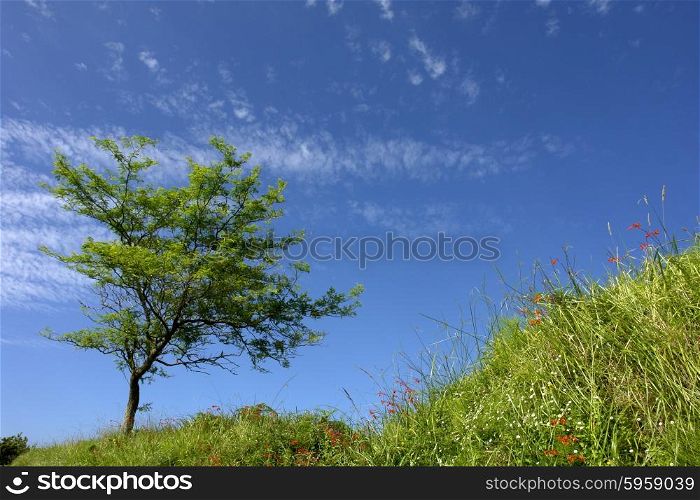 tree at the coast in azores island