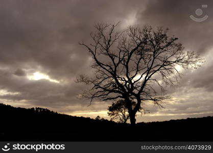 tree at the sunset