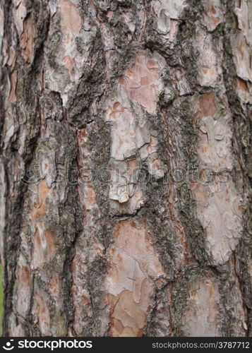 Tree bark. A tree bark useful as a background